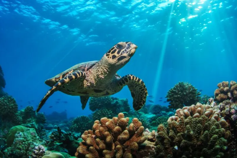 Something Beautiful Remains sea turtle swimming above coral reef celebrating a connection with the ocean.