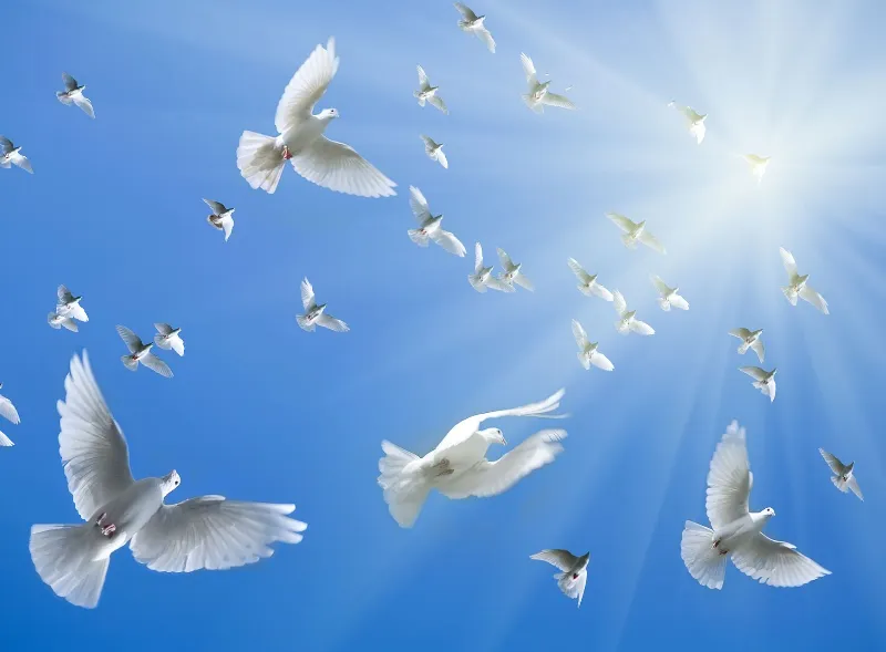 Something Beautiful Remains white doves flying through the sky symbolising peace during a memorial service.